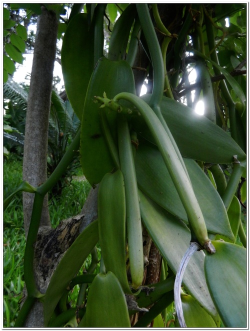 FRUITS DE MADAGASCAR