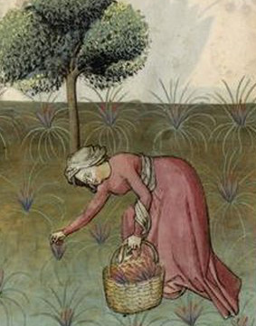 Récolte du safran, Tacuinum sanitatis, vers 1445-1451, Paris, musée du Louvre