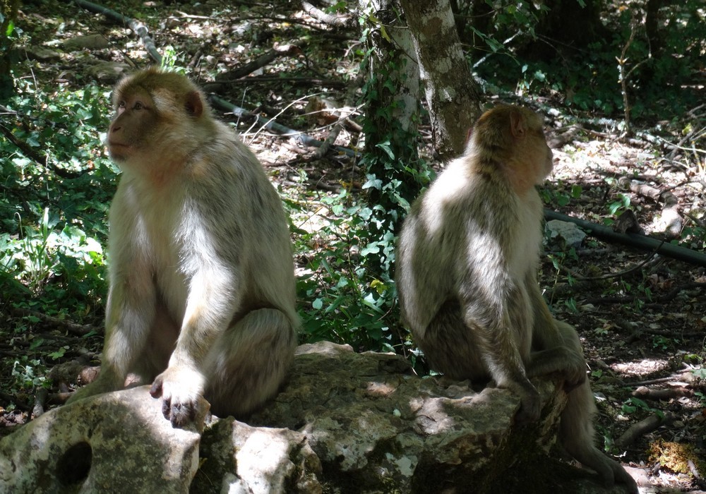 La forêt des singes à Rocamadour (3/3)...