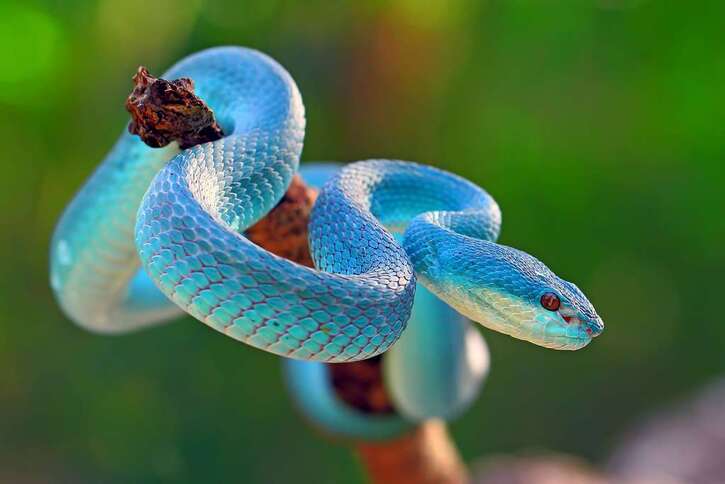 Reptiles - 2:  Attention serpents, venimeux ou pas, gardez votre sang froid