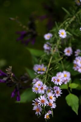 Aster amethystinus