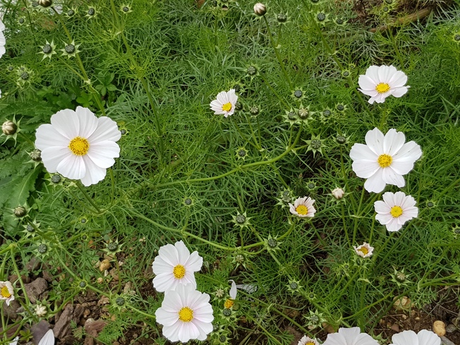 Les cosmos font de la résistance...