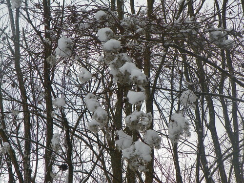 L'hiver à nos portes ( 2 )