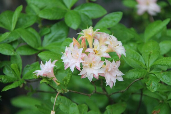 Temps pluvieux, jardin heureux