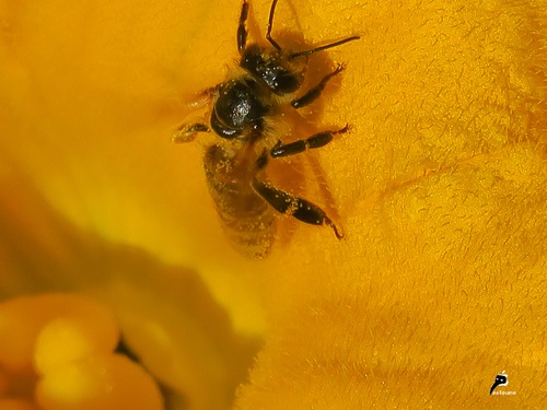 Petite abeille gourmande