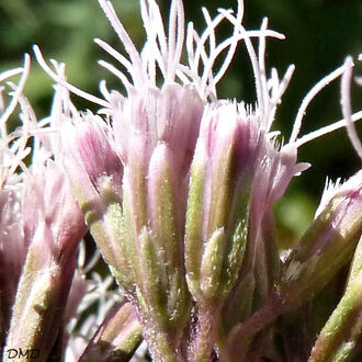 Eupatorium cannabinum - eupatoire à feuilles de chanvre - chanvrine