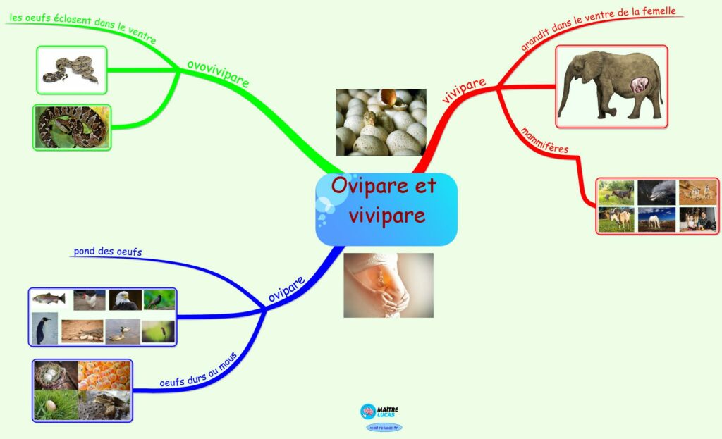 carte mentale ovipare et vivipare cp ce1 ce2