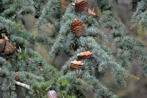 Les arbres se préparent pour le printemps. (cliquez, c'est plus joli)