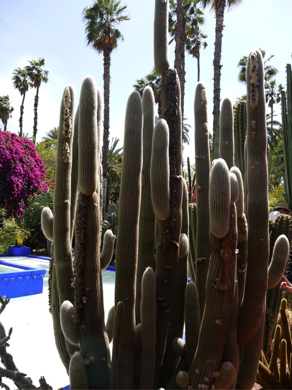 Marrakech - Jardin de Majorelle