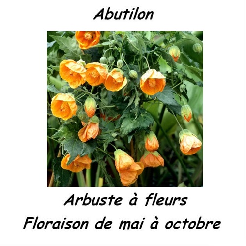 Abutilon