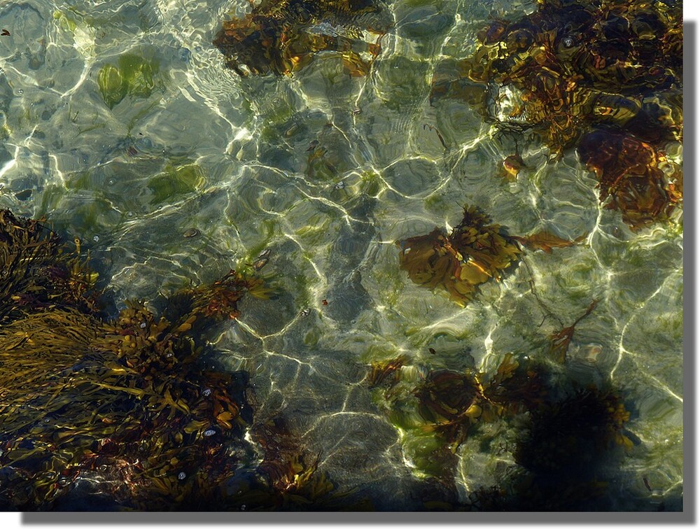 Il se passe toujours quelque chose en moi lors de l'adieu aux algues...ces créatures me fascinent