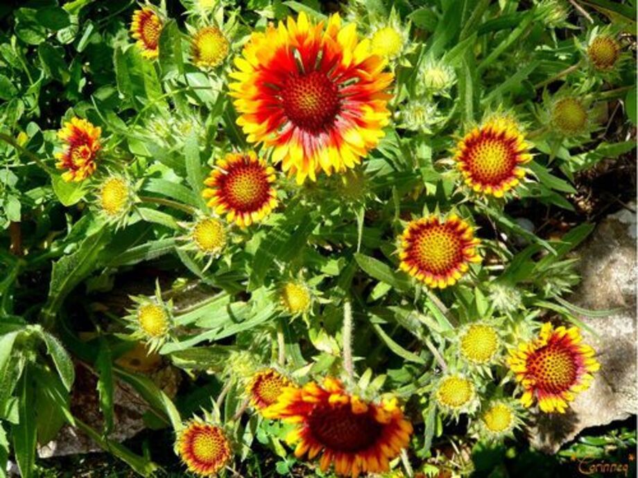 La Gaillarde (Gaillardia)