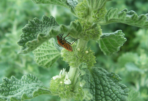 Marrube Marrubium vulgare, insecte (punaise) se nourrissant dessus.jpg