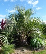 Butia odorata (ex capitata) - palmier abricot