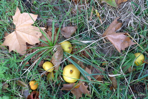 Mon pommier ... et mon poirier