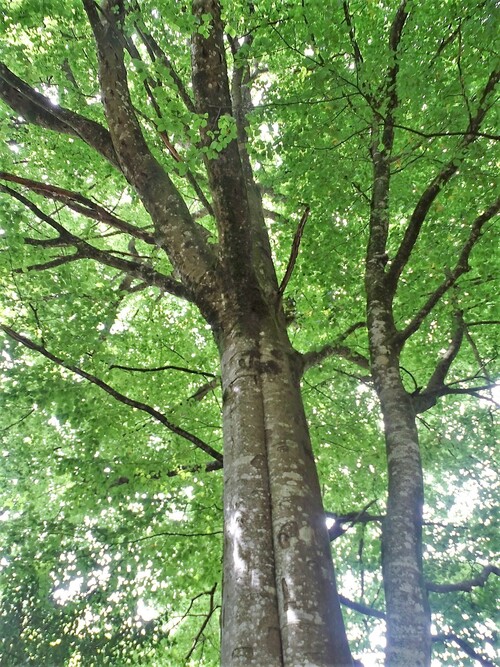 Les alignements de Cernevec - Forêt de Camors - La forêt