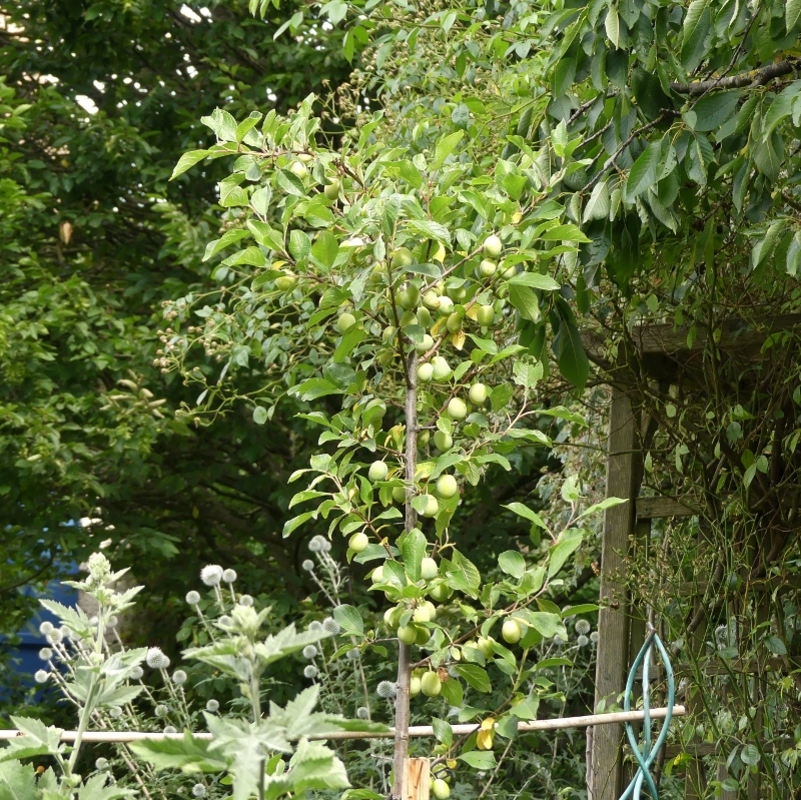 Du côté du potager...