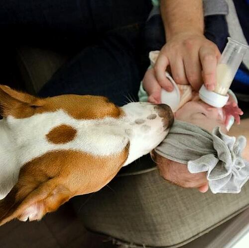 (-*♥*-) Un chien adopté tombe amoureux de sa petite soeur humaine avant même de la rencontrer