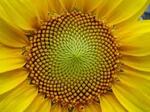 Rectangle de Fibonacci et triangle d'or de Penrose