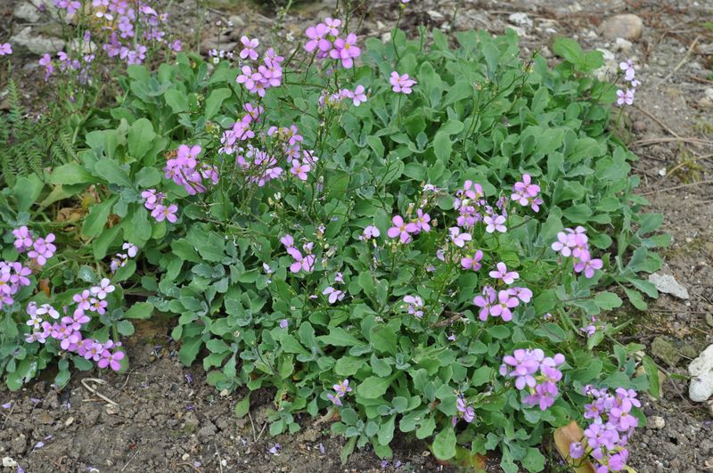 fleurs du jour