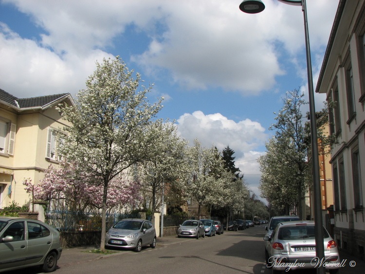 Colmar : Le printemps en ville