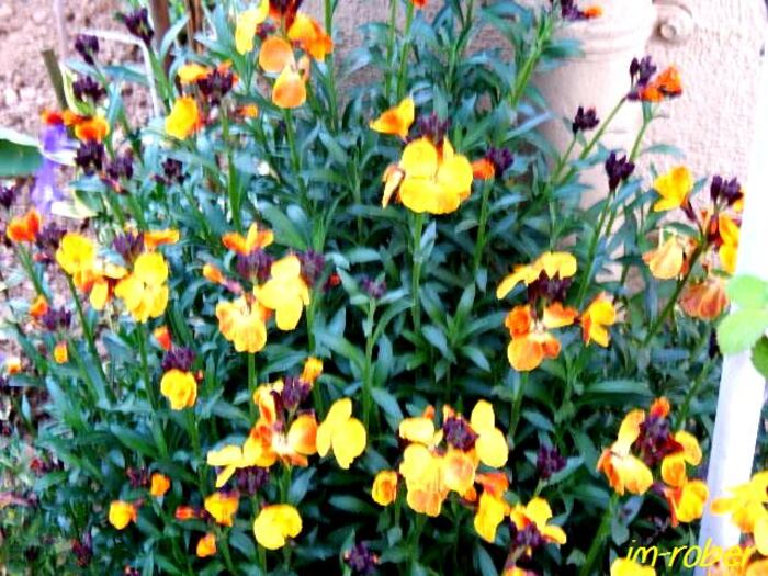 Mi-Avril : Quelques fleurs du moment au Jardin 