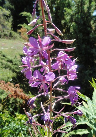 Fleurs roses