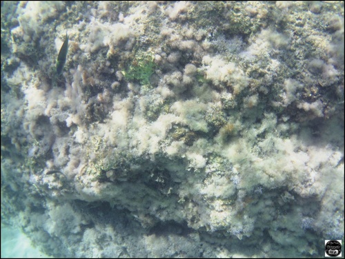 Grèce, vue sous-marine, de la mer Egée, île de Rhodes