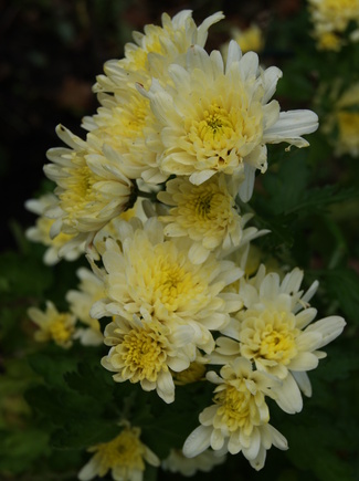 Chrysanthème jaune virant au crème.