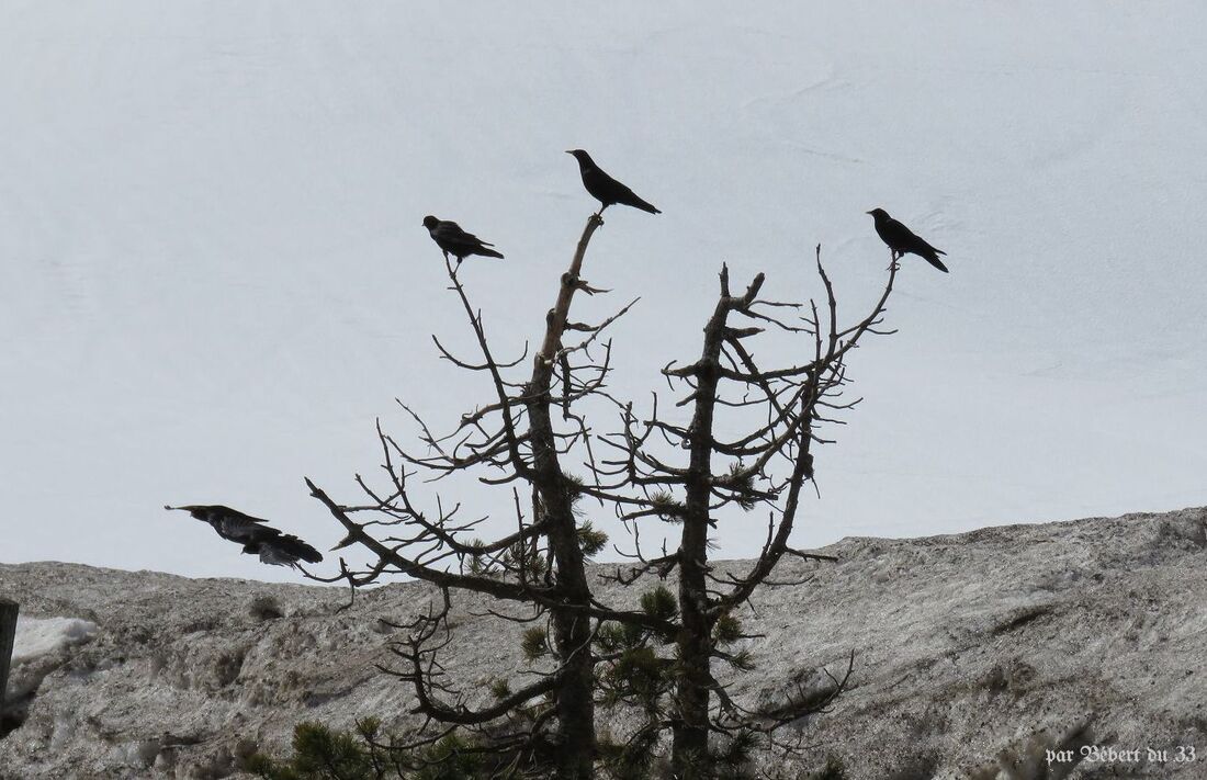 des oiseaux sur la neige 