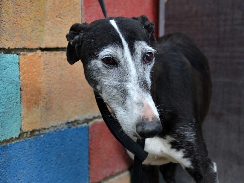 URGENT GALGA EN FUGUE Association APPEL DES LEVRIERS DANS LE 59