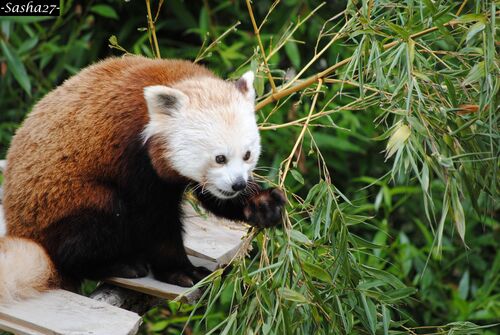 Panda Roux ♀ de Biotropica.