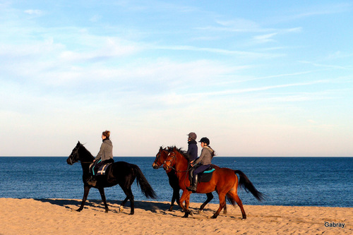 Barcarès : la plage et les cavaliers ...