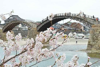 sakura11_110407_iwakuni_02