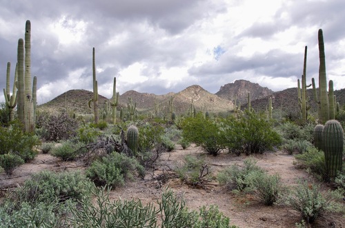 Jour 12 - Saguaro National Park, Arizona