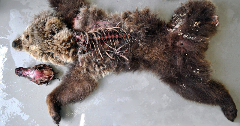 Une oursonne trouvée morte dans le Val d'Aran, sur la commune de Vielha