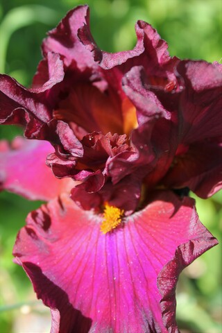 iris Red skies de Ghio 2006