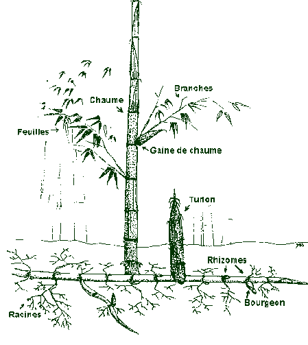 schéma d'un bambou