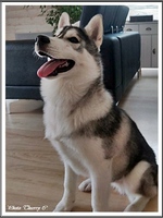 Saïko (4,5 mois)