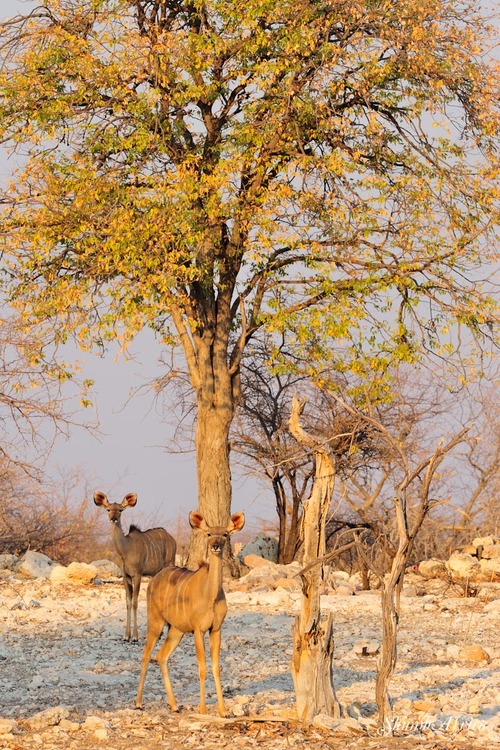 Golden kudus