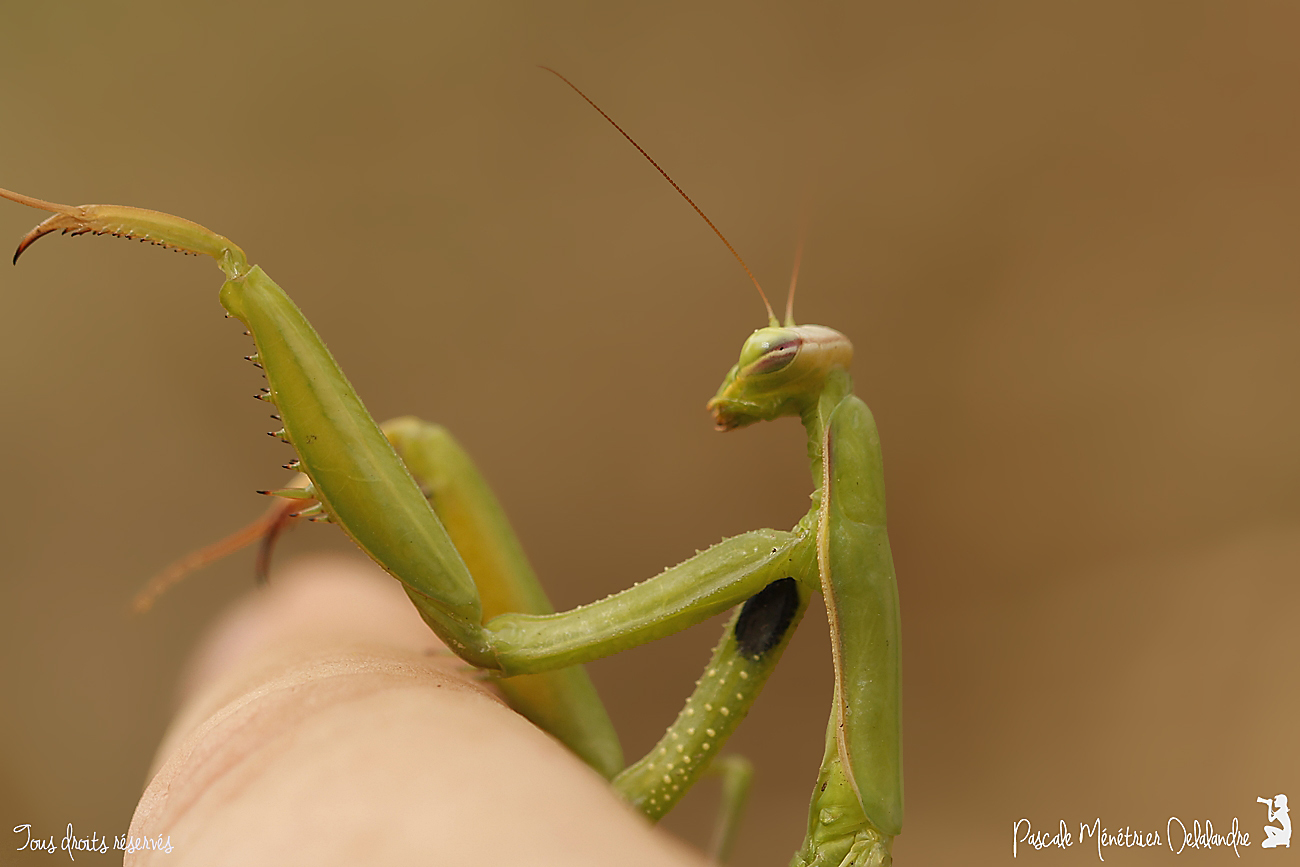 Mantis religiosa  - Mante religieuse - forme verte