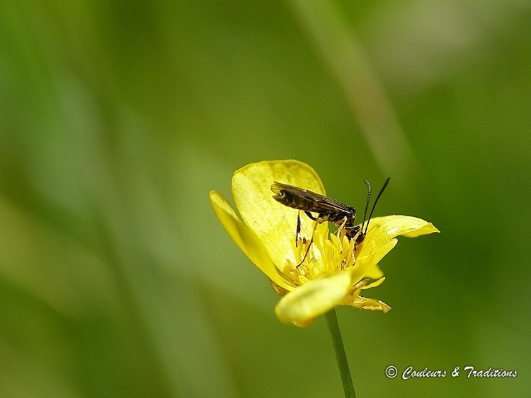 Couple d insectes