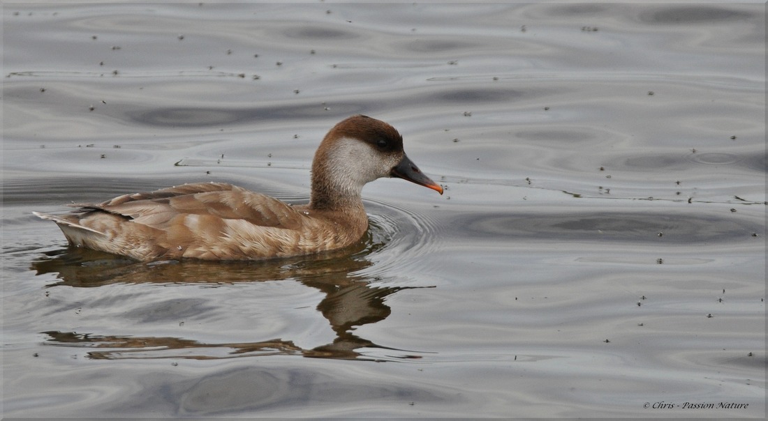 Nette rousse ♂♀