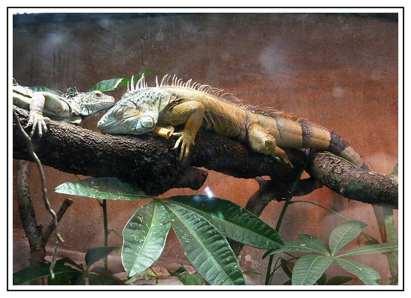  la serre amazonienne de Montpellier 