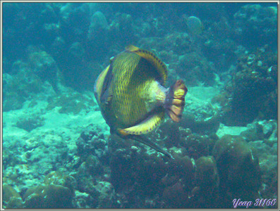 Baliste à moustache, olivâtre, à tête jaune ou titan (Balistoides viridescens) et son rémora - Anse Takamaka - Mahé - Seychelles