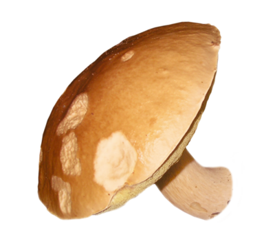 Champignons 4