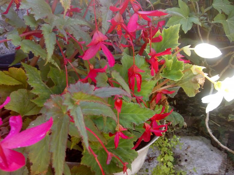 quelques photos de mon jardin ce dimanche