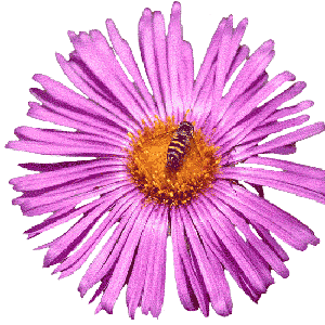 Image clipart abeille