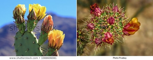 FLEUR DE CACTUS, Lenaïg, double acrostiche