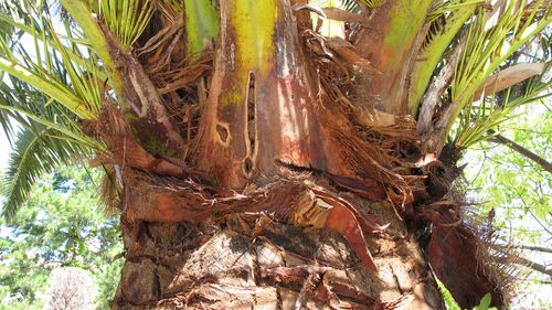 Cassis : es insectes menacent vos palmiers. Soyez vigilants !